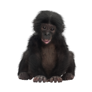 Bonobo Baby png image