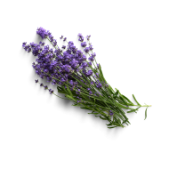 Bouquet Violet flower  createeasy png