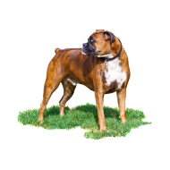 Boxer png image