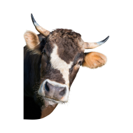 Bull png image