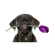 Cane corso dog png image