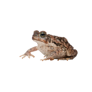 Cane toad png image