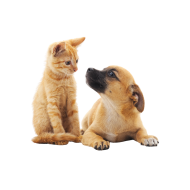 Cat Dog png image