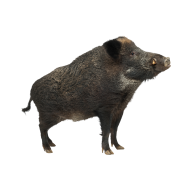 Central European boar png image