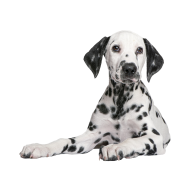 Dalmatian dog png image