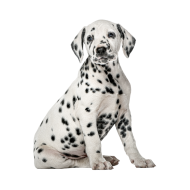 Dalmatian dog png image