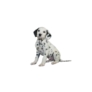 Dalmatian dog png image