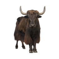 Domestic yak png image