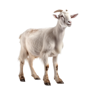 Dutch white goat png image