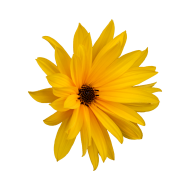 Flower createeasy png