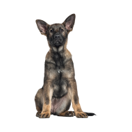 German Shepherd dog png image