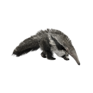 Giant anteater png image