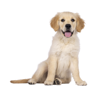 Golden Retriever png image