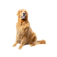 Golden Retriever png image