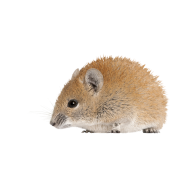 Golden spiny mouse png image