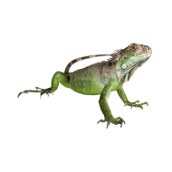 Green iguana png image