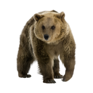 Grizzly bear png image