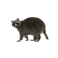 Guadeloupe raccoon png image