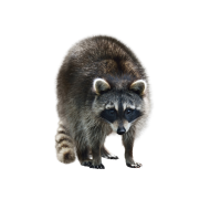 Guadeloupe raccoon png image