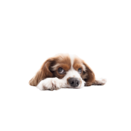 King Charles Spaniel png image