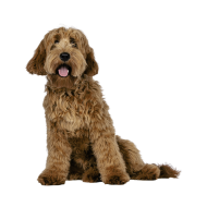 Labradoodle png image