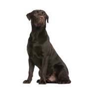 Labrador Retriever dog png image