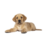 Labrador Retriever png image