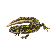 Marbled newt png image