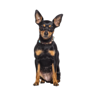 Miniature Pinscher png image