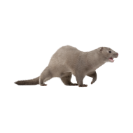 Mink png image