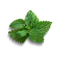 Mint leaf createeasy png