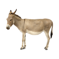 Mule png image