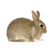 Netherland Dwarf rabbit png image