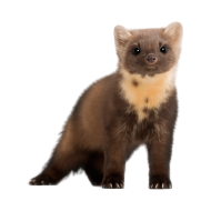 Newfoundland pine marten png image