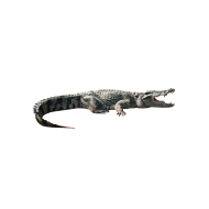 Nile crocodile png image
