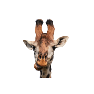 Northern giraffe png image