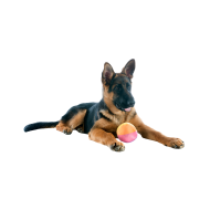 Old German Shepherd Dog png image