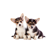 Pembroke Welsh Corgi png image