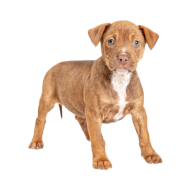 Pit bull png image