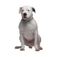 Pit bull png image