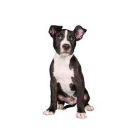 Pit bull png image