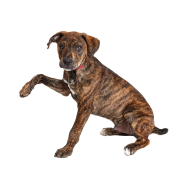 Plott Hound dog png image