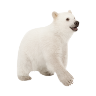Polar bear png image