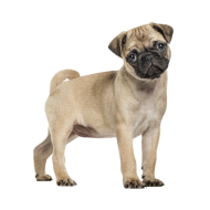 Pug png image