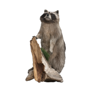 Raccoon png image