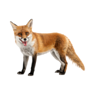 Red fox png image