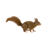 Red squirrel png image
