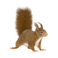 Red squirrel png image