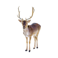 Reindeer png image