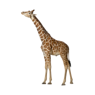 Reticulated giraffe png image